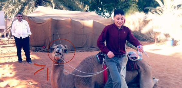 camel fun