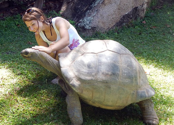 Giant turtle on Seychelles