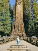 Work and Travel - Sequoia National Park